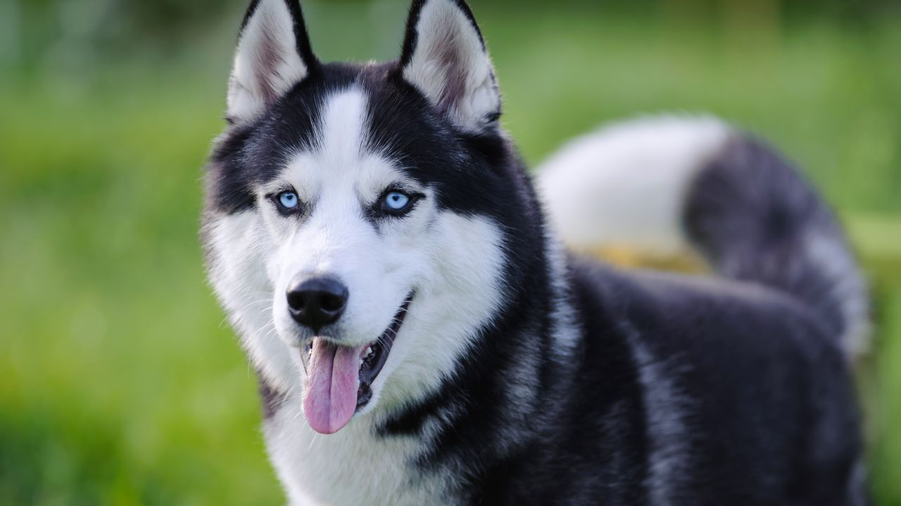 My Fav Dog - Siberian Huskies